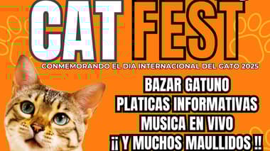 CAT FEST
