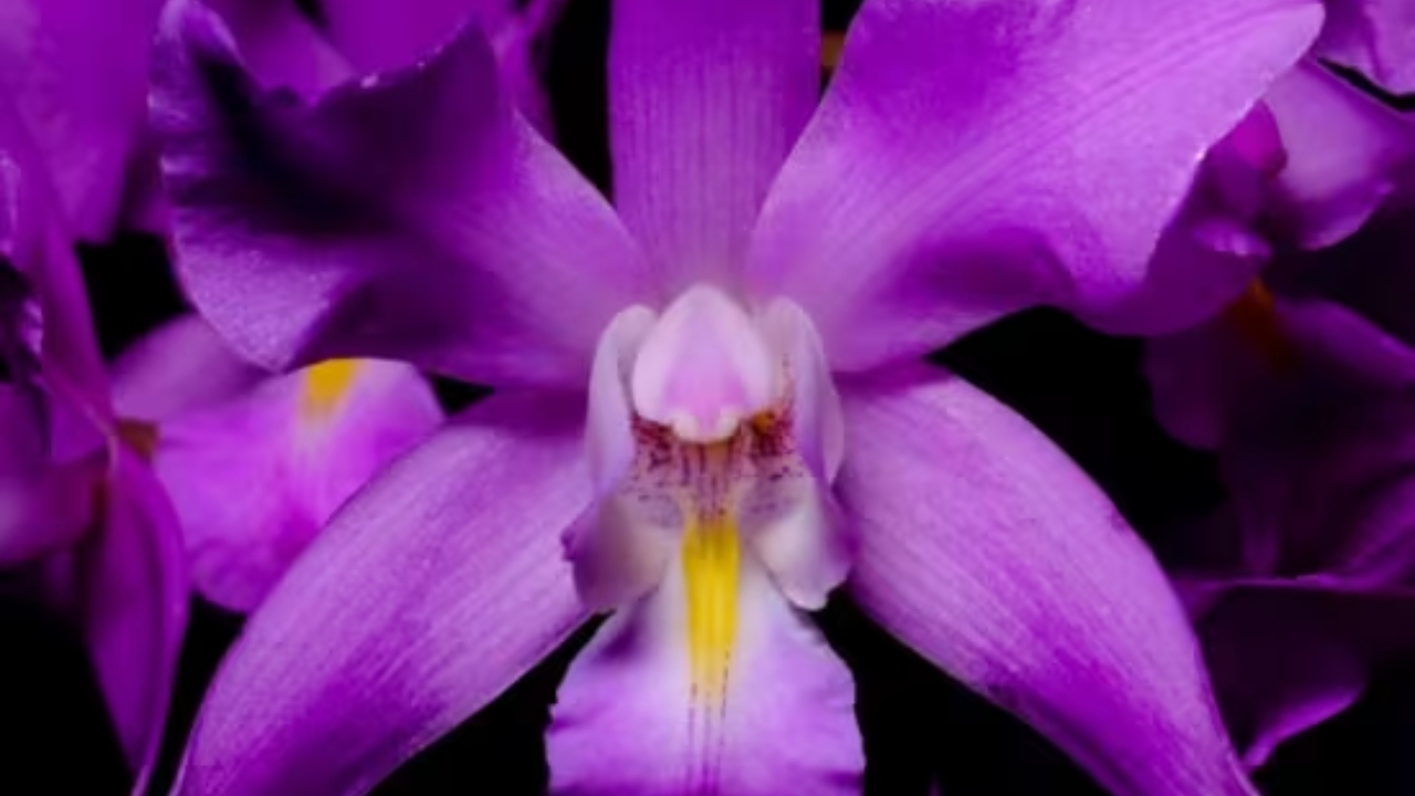 Orquídeas de otoño | Expo-venta