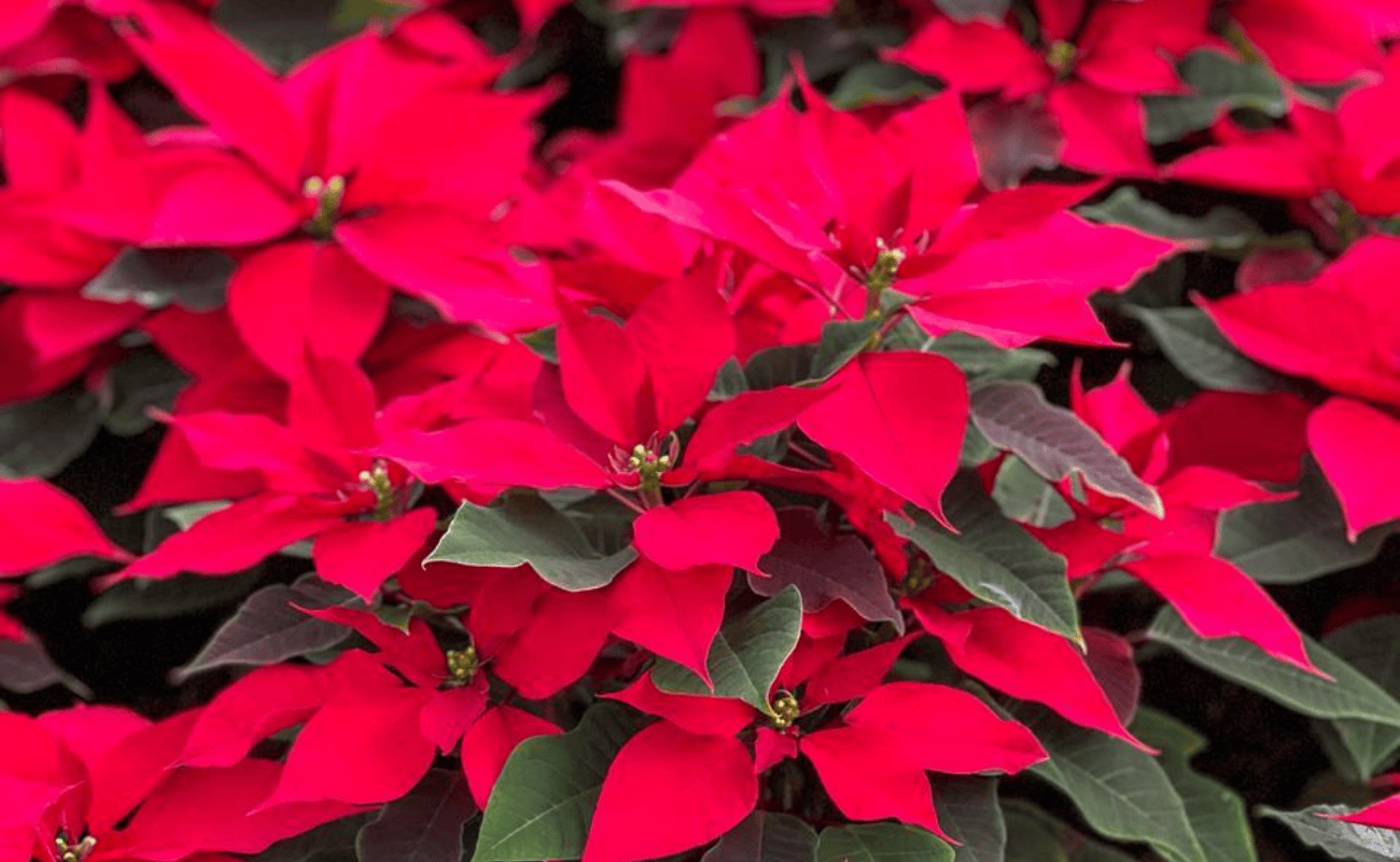 Ruta de la Nochebuena: Experiencia Navideña 2025