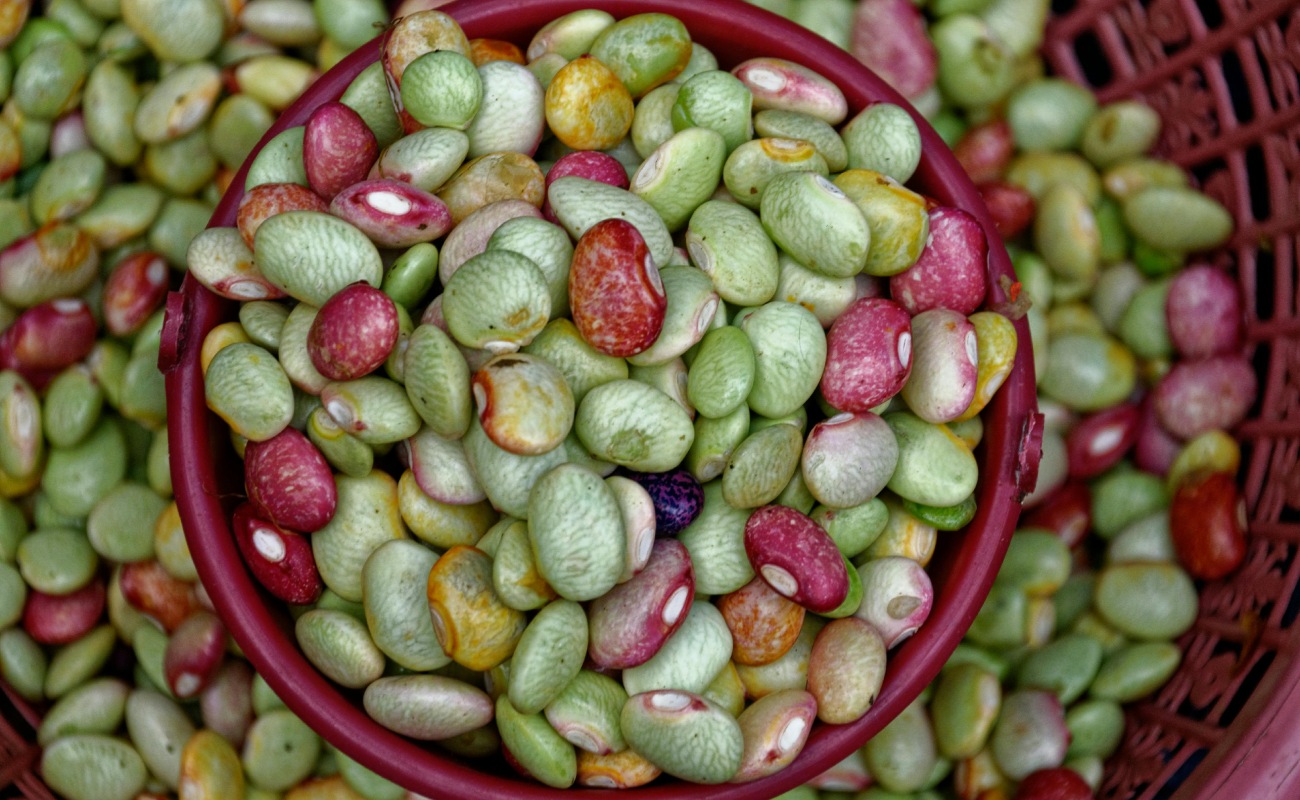 Germino-Germimos-Germinaremos