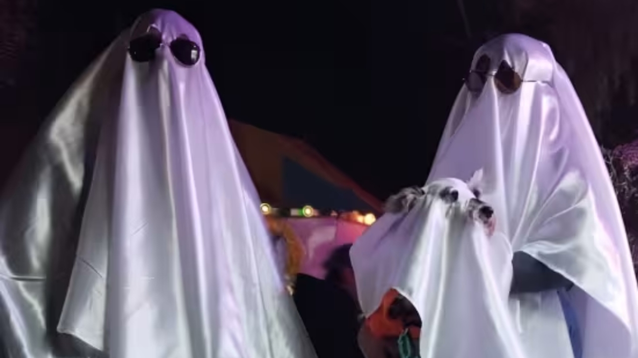 Patitas de Perro Night Tour