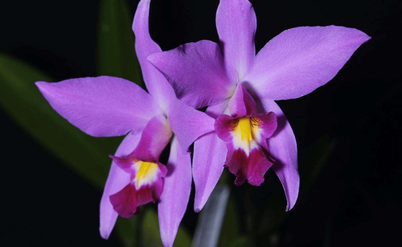 Expo-venta Orquídeas de Otoño