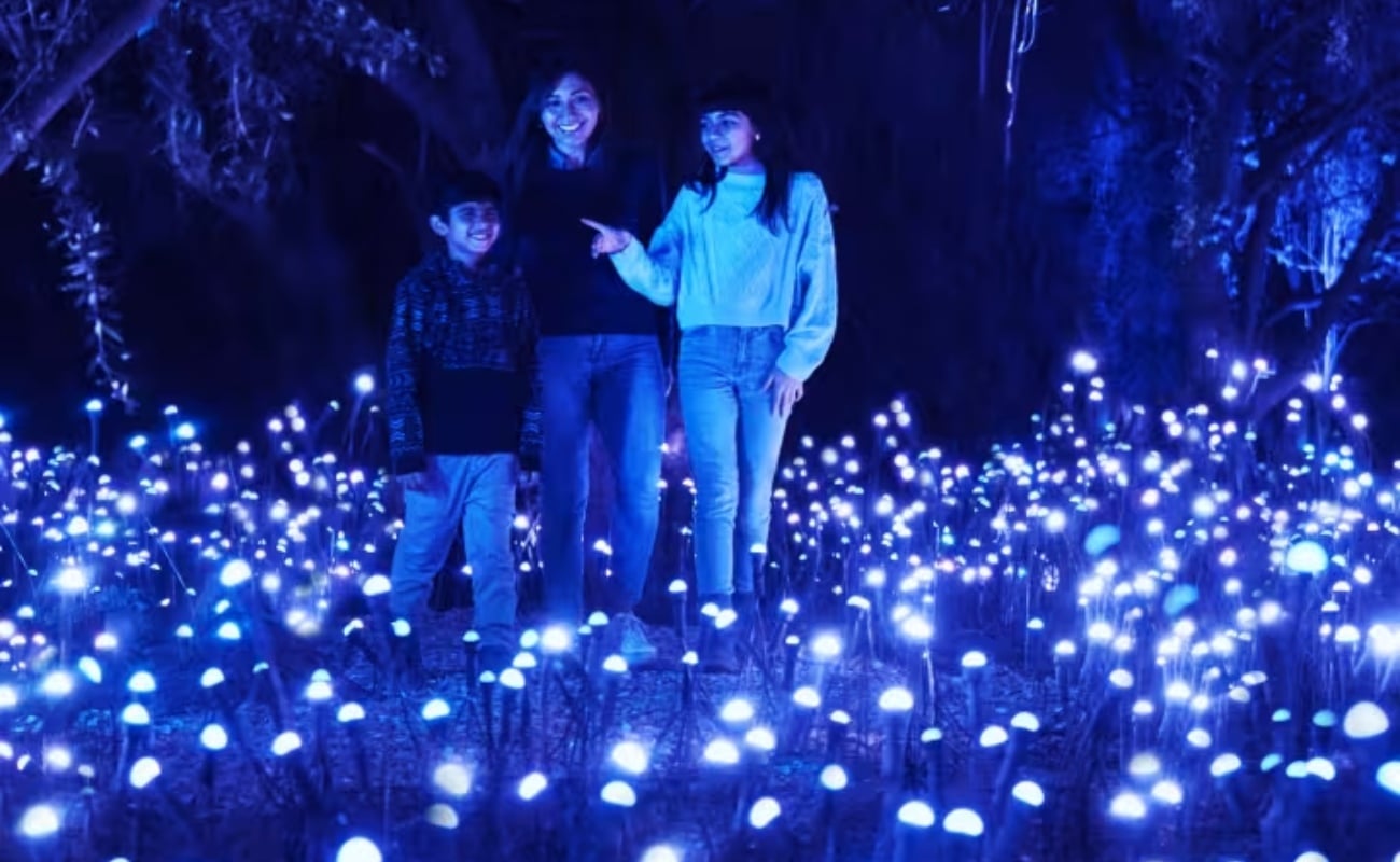 Light Cycles: ¡Una experiencia inmersiva nocturna entre luces y sonidos de la naturaleza!