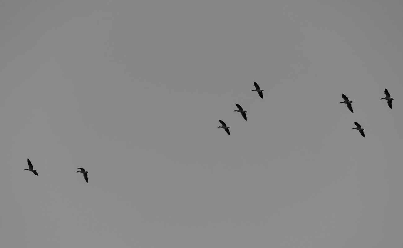 Las raíces | The Roots