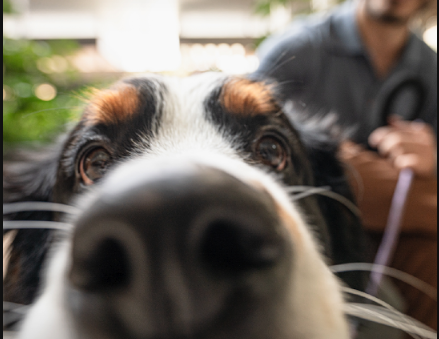 Fin de semana Pet Friendly
