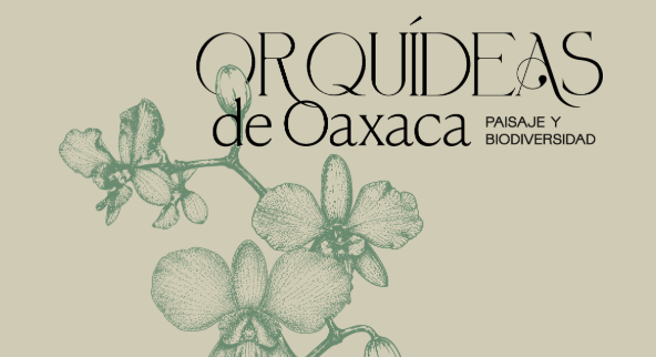 Expo-venta Orquídeas de primavera