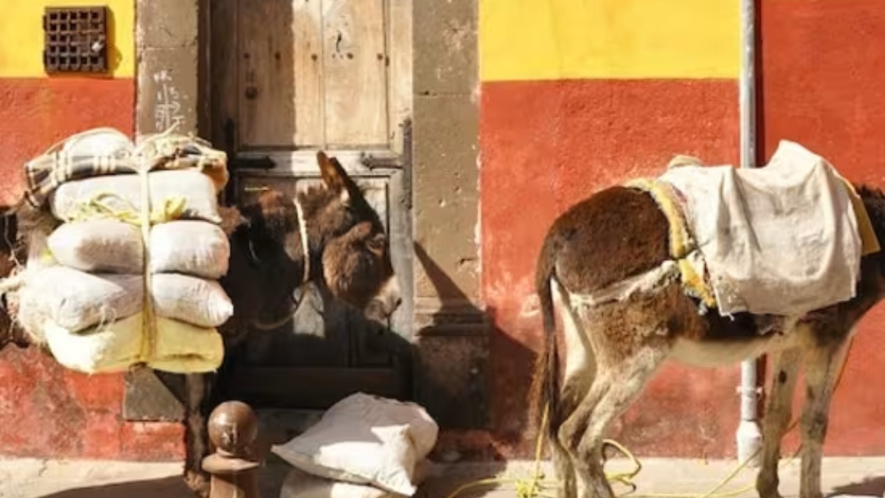 Miguel de Allende: Excursión de un día desde Ciudad de México